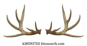antlers