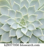 Close up of cactus texture background Close up of cactus texture background