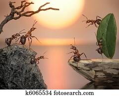 team of ants sailing back home, fantasy team of ants sailing back home, fantasy