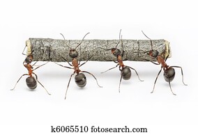 team, von, ameisen, arbeit, mit, holzstamm, gemeinschaftsarbeit