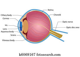 הבט, אנטומיה