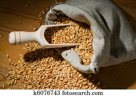Grains of oats Grains of oats