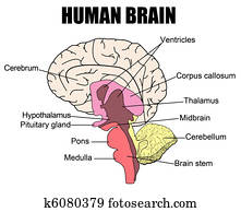 Human Brain Human Brain