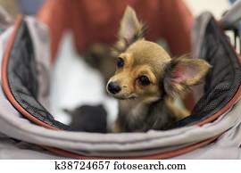 Beagle Long Haired Dachshund Photos Our Top 88 Beagle Long