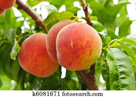 pêssegos, ligado, árvore