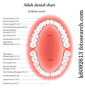 adulto, dental, mapa