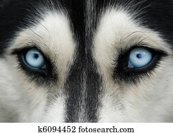 Husky Chien à Yeux Bleus Banque Dimage K43483990