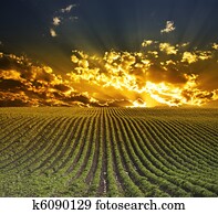 Farm Farm