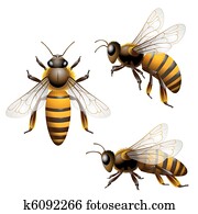 Honey bee Honey bee
