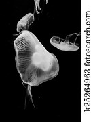 Jellyfish Jellyfish