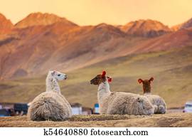 Llama Llama