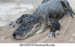 Alligator Alligator