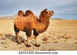 Camel Camel