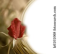 cartão, romanticos, rosa vermelha, broto