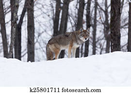 Coyote in a winter scene Coyote in a winter scene