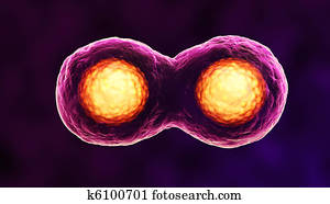 Dividing cells or Mitosis