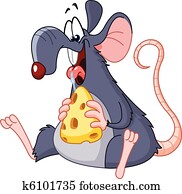 Rat eating cheese Rat eating cheese