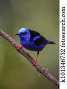 Red-legged Honeycreeper - Cyanerpes cyaneus