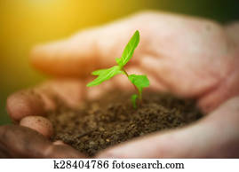 young sprout plants in old dirty hands, concept young sprout plants in old dirty hands, concept