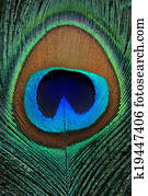 Closeup of a beautiful peacock feather Closeup of a beautiful peacock feather