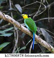 Long-tailed Broadbill