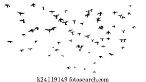 Many birds flying in the sky