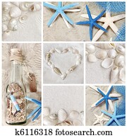 summer seashells summer seashells