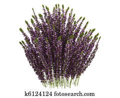 ヒース 花 ストックイメージ K Fotosearch