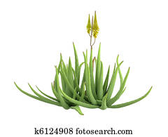 Aloe vera Aloe vera