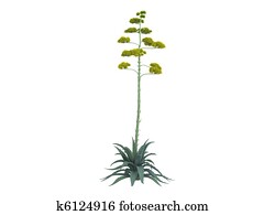 Century plant or Agave americana Century plant or Agave americana
