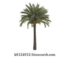 Date palm or Phoenix dactylifera Date palm or Phoenix dactylifera