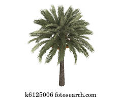 Date palm or Phoenix dactylifera Date palm or Phoenix dactylifera