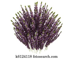 Heather or Calluna Heather or Calluna