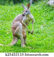 kangaroo kangaroo
