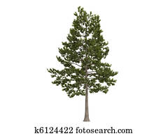 Loblolly pine or Pinus taeda