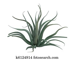 Octopus agave or Agave vilmoriniana Octopus agave or Agave vilmoriniana