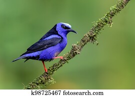 Red-legged honeycreeper, Cyanerpes cyaneus, La Fortuna, Costa Rica