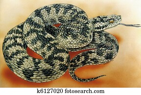 snake, snake,