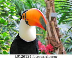 Toucan bird