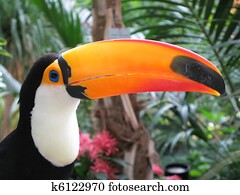 Toucan bird