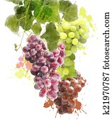 Watercolor Image Of Grapes Watercolor Image Of Grapes