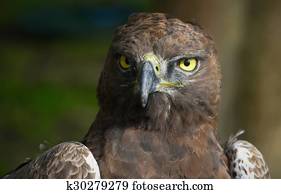 Close-up photo of a Martial Eagle.