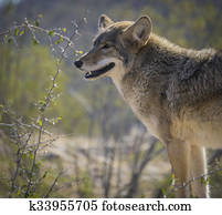 Coyote in the Arizona Desert Coyote in the Arizona Desert