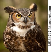 grande coruja horned