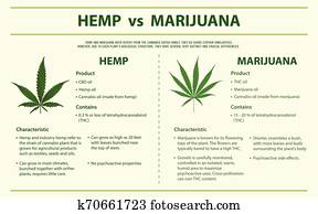hanf, vs, marihuana, horizontaler, infographic hanf, vs, marihuana, horizontaler, infographic
