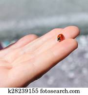 ladybug in hand