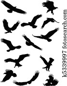 נשר, צפור, fying, צללית