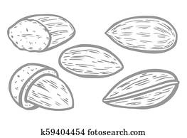 アーモンドの木 あるいは Prunus Dulcis 型 Engraving フルーツ 花 葉 そして Almond クリップアート 切り張り イラスト 絵画 集 K597 Fotosearch