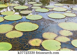 Victoria Amazonica Victoria Amazonica