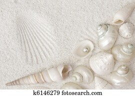 White seashells White seashells